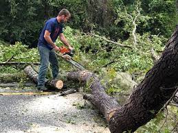 Reliable Newport News, VA Tree Removal Solutions